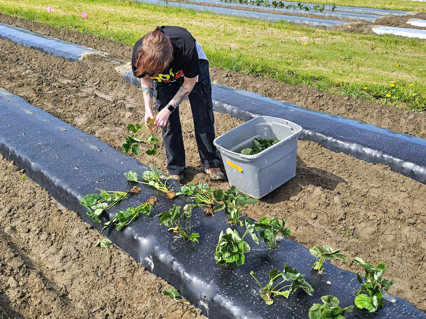 A person in a row of strawberry planting beds adding small strawberry plants to rows covered in black mulch.