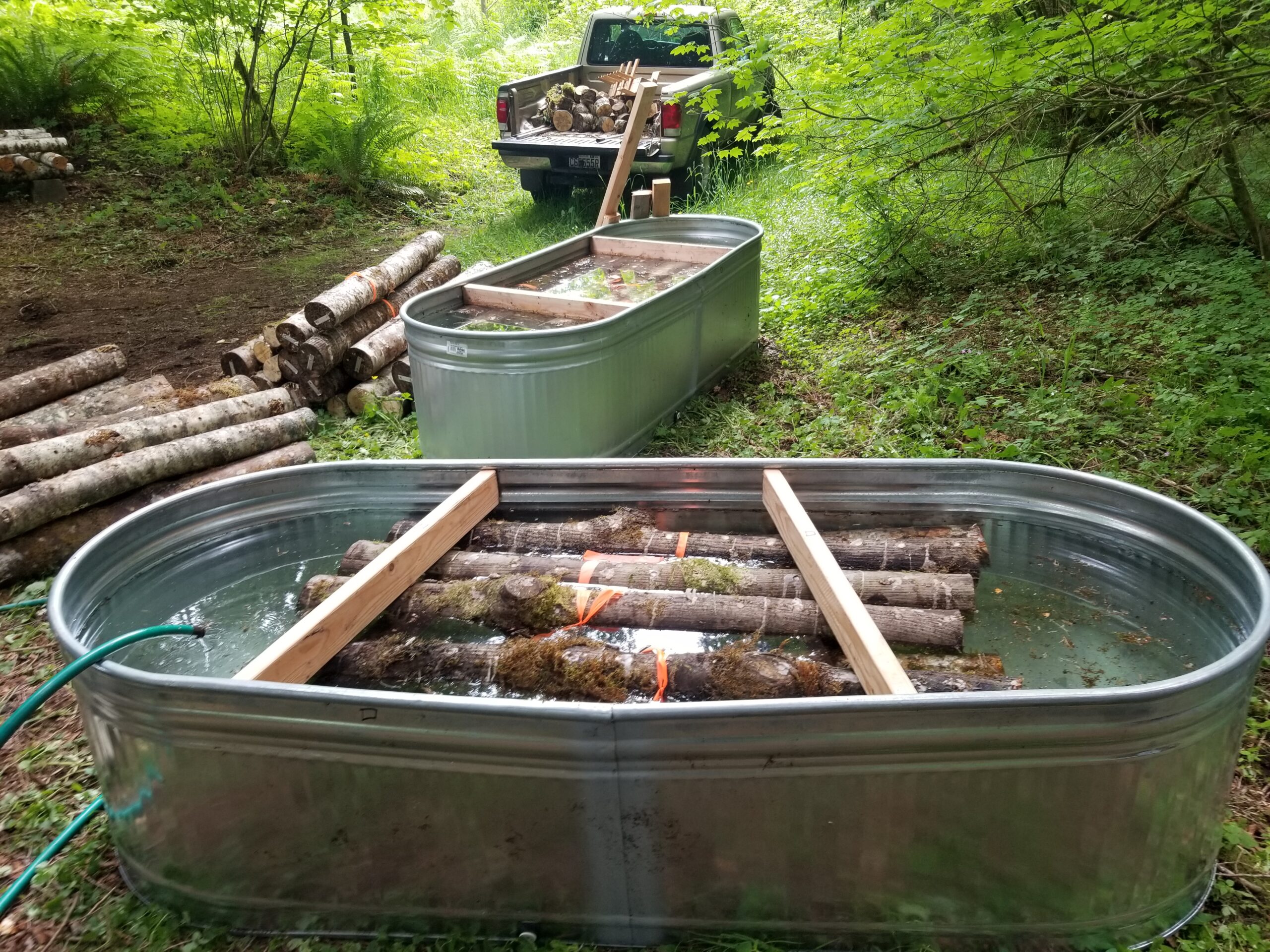 Shiitake logs immersed in water in livestock tanks being held down by two by fours. 