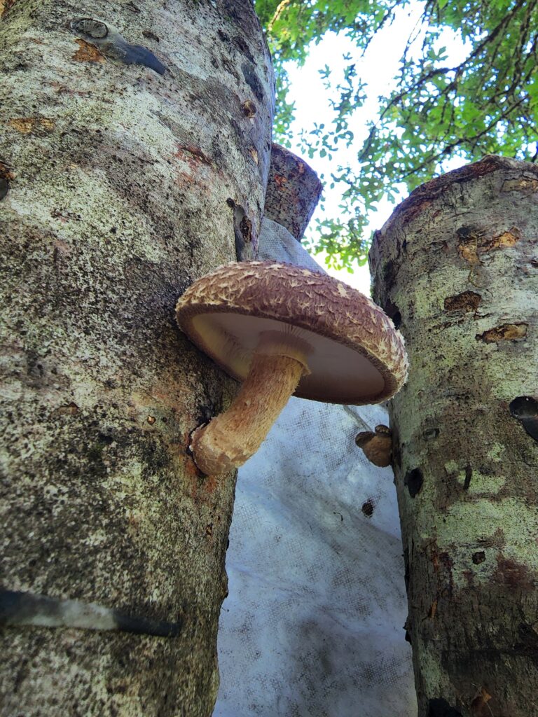 A perfectly ripe shiitake mushroom grows from a red alder log beneath a forest canopy.