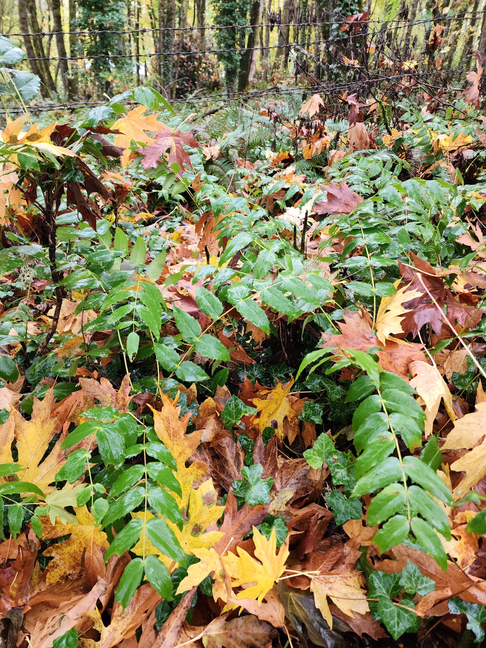 Oregon grape growing in the understory of a forest.