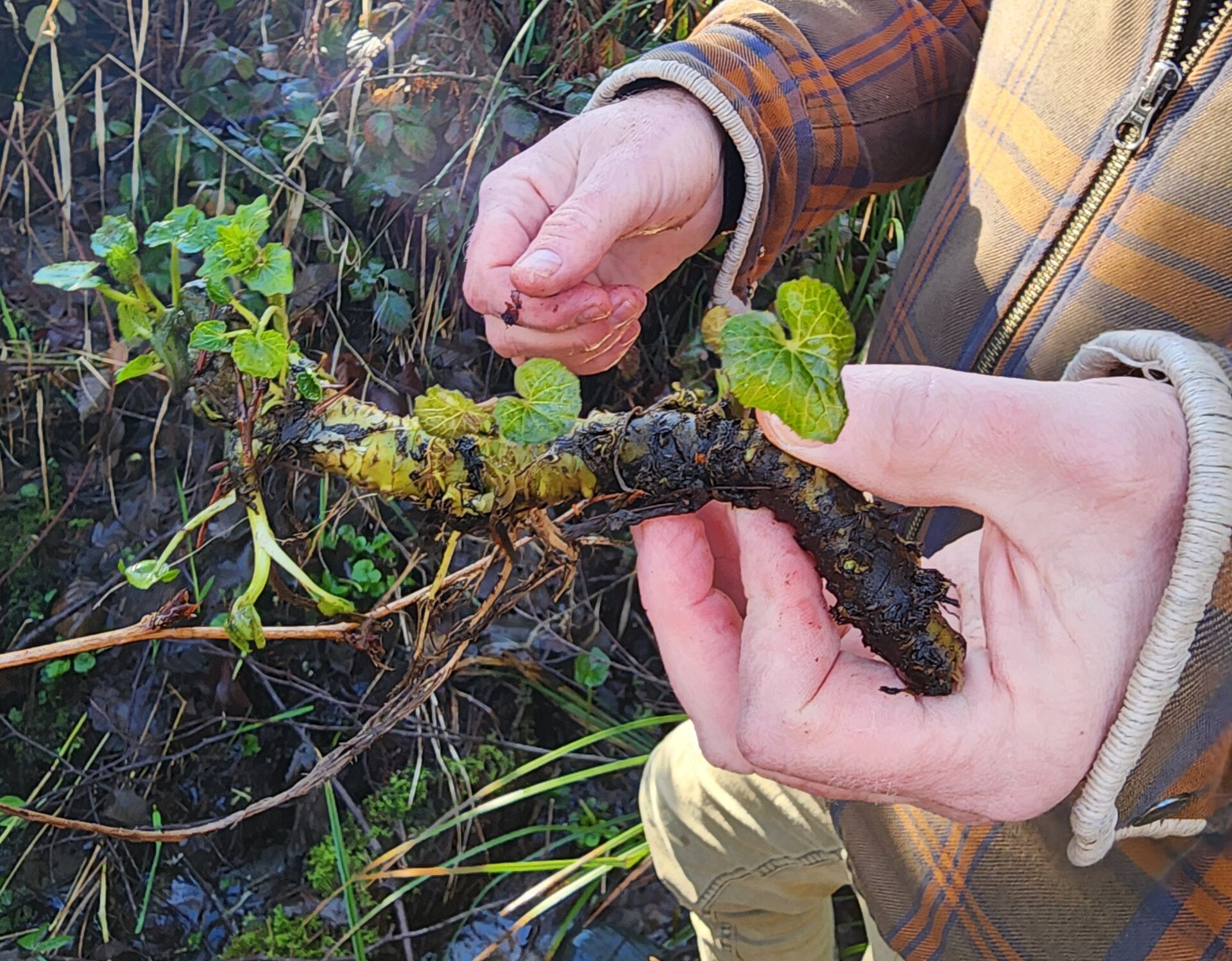 A man holds a wasabi stem with a creek flowing in the background.