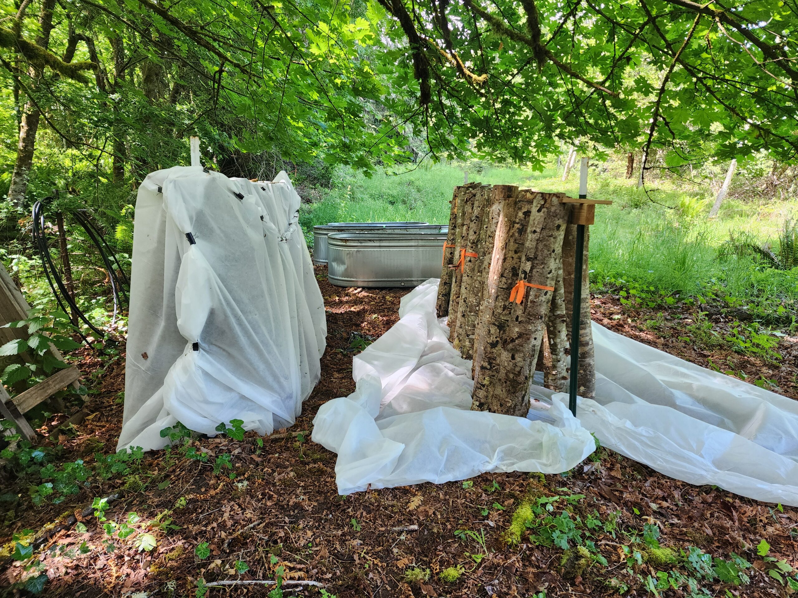 Shiitake bolts standing upright in an "A-frame" for harvest. 