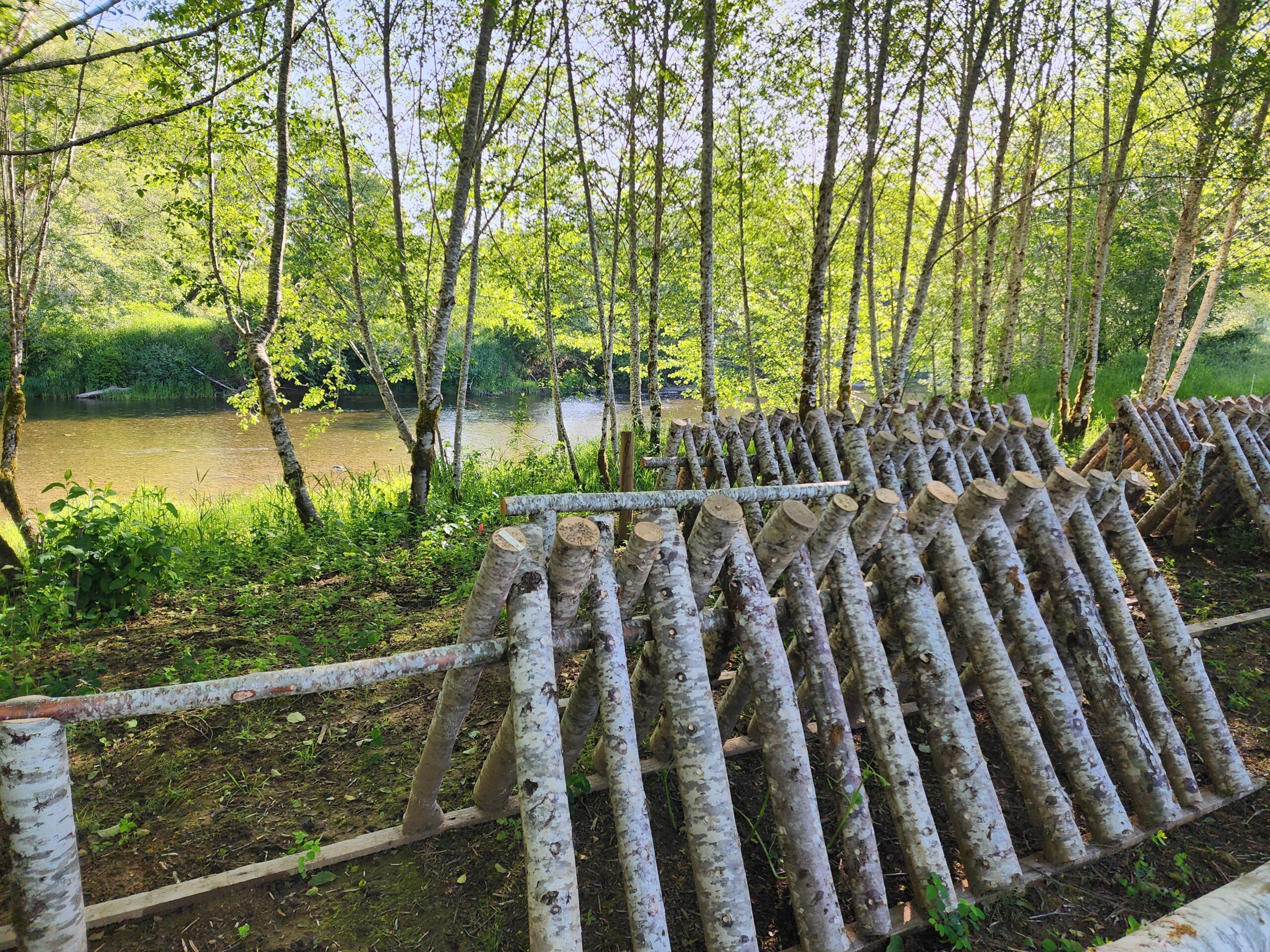 Shiitake mushrooms being grown on logs beneath a forest with a river in the background.