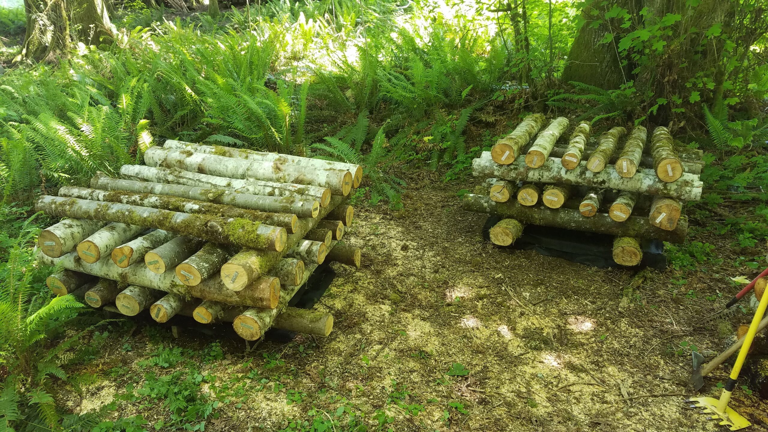 Logs arranged in "cribstacks" by criss-crossing them in stacks in the forest where they will have sufficient shade. 