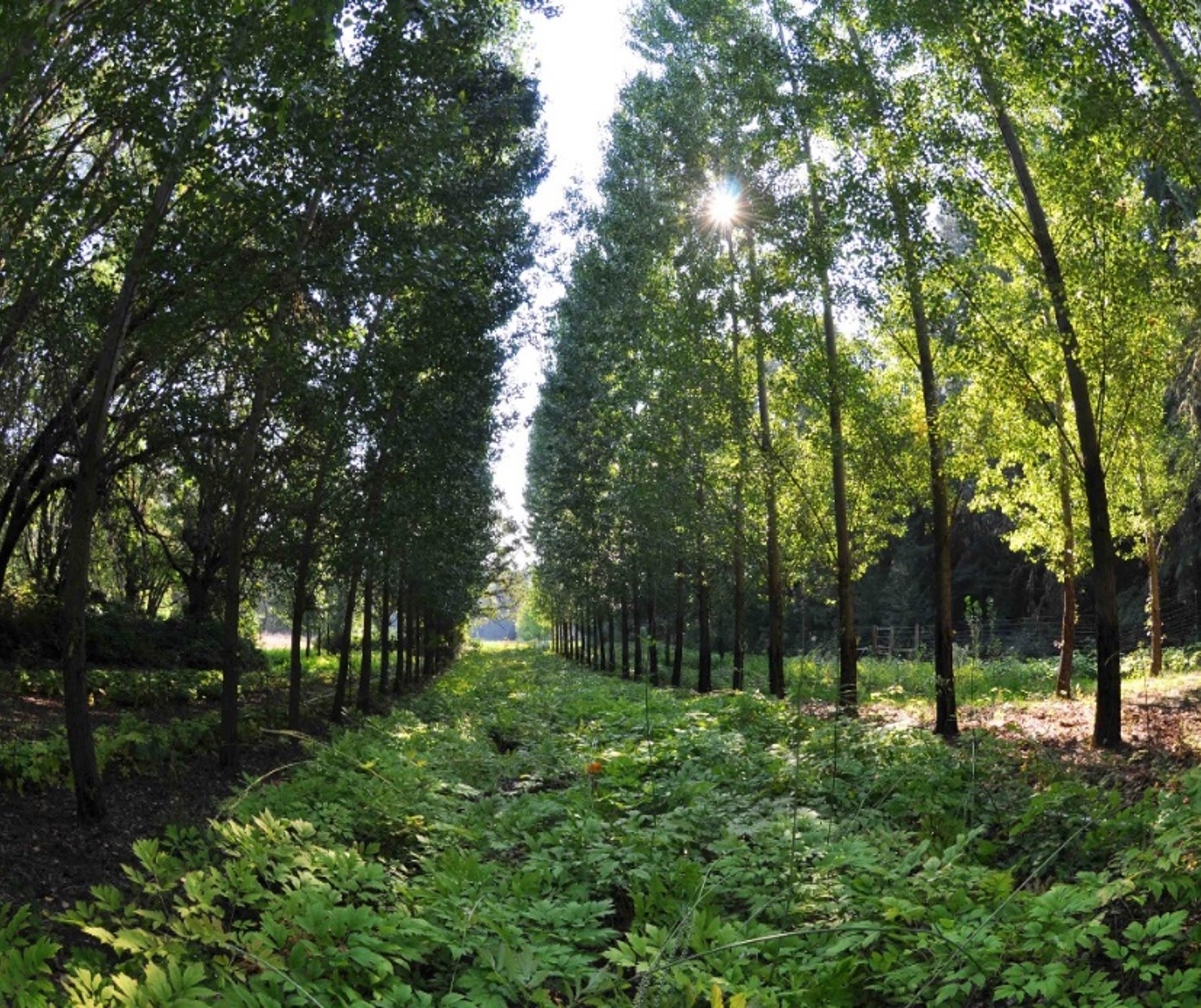 A herbal crop growing in the shade between narrow rows of trees.