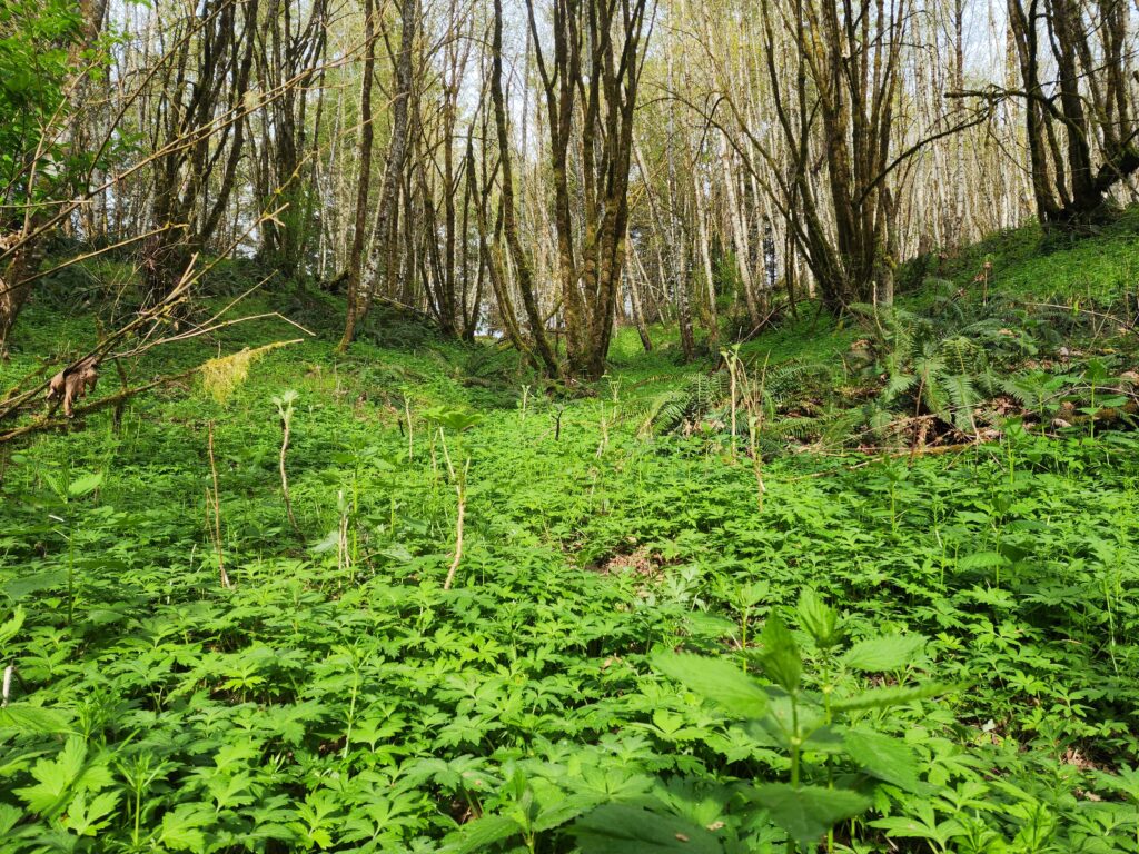 A lush green forest understory of spring ephemerals growing beneath a canopy of hardwood trees that haven't leafed out yet.  