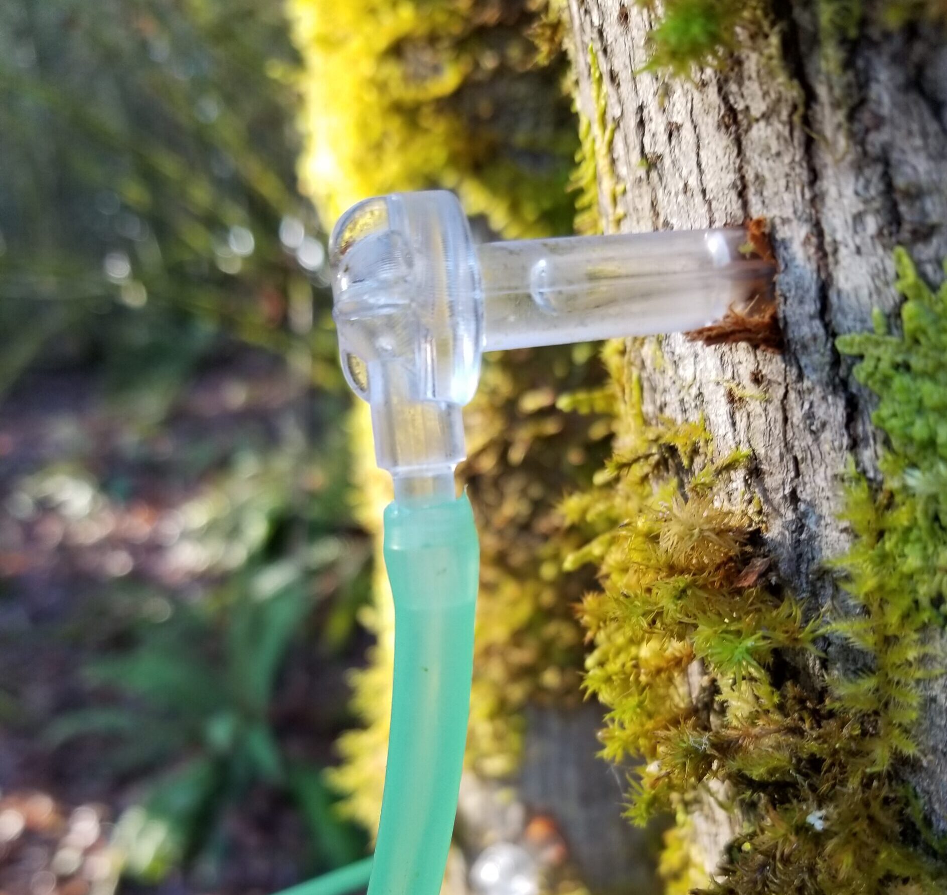 A close up photo of a plastic tap and tubing draining sap from a maple tree.