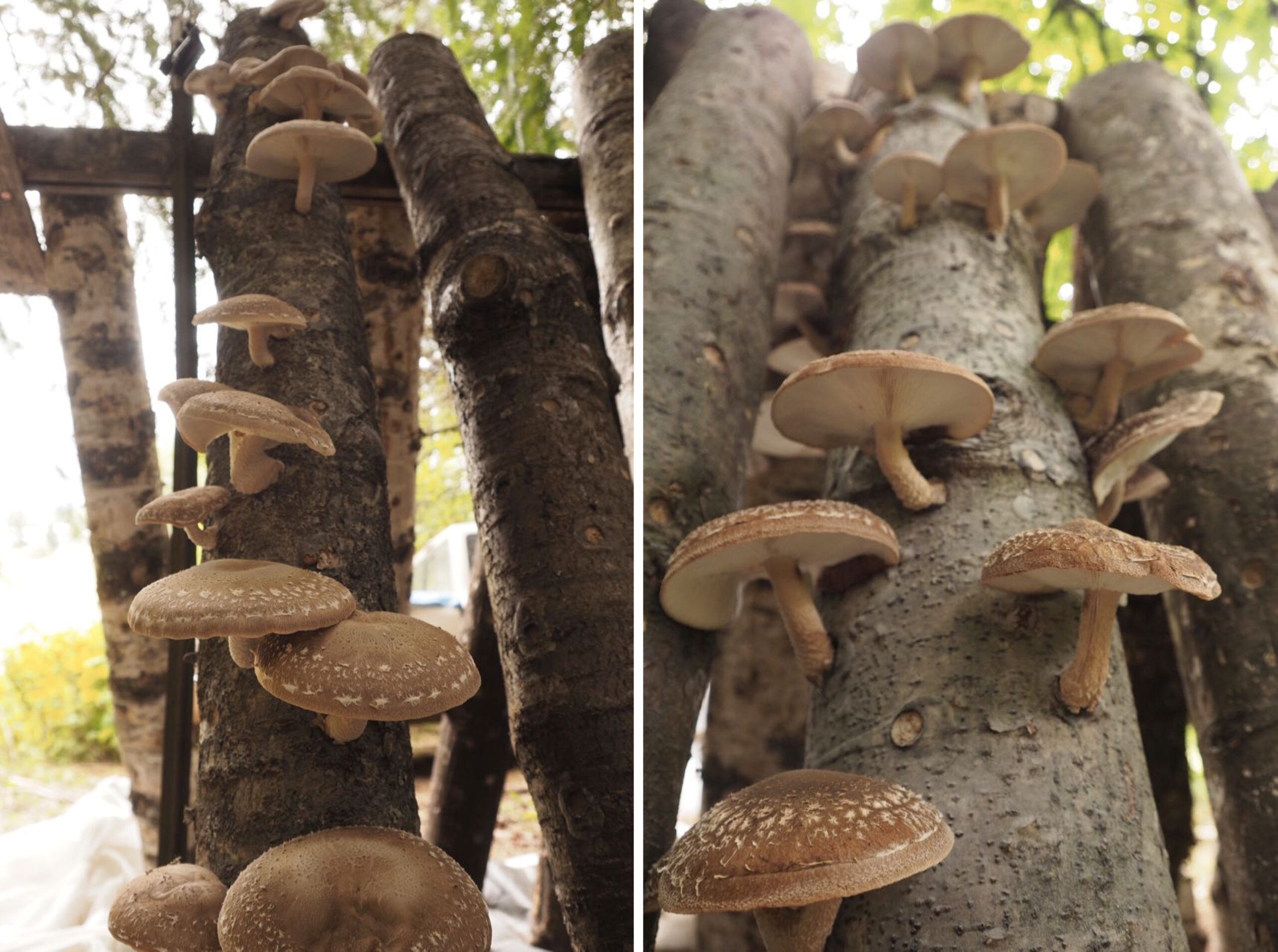 Shiitake mushrooms growing on logs from below.
