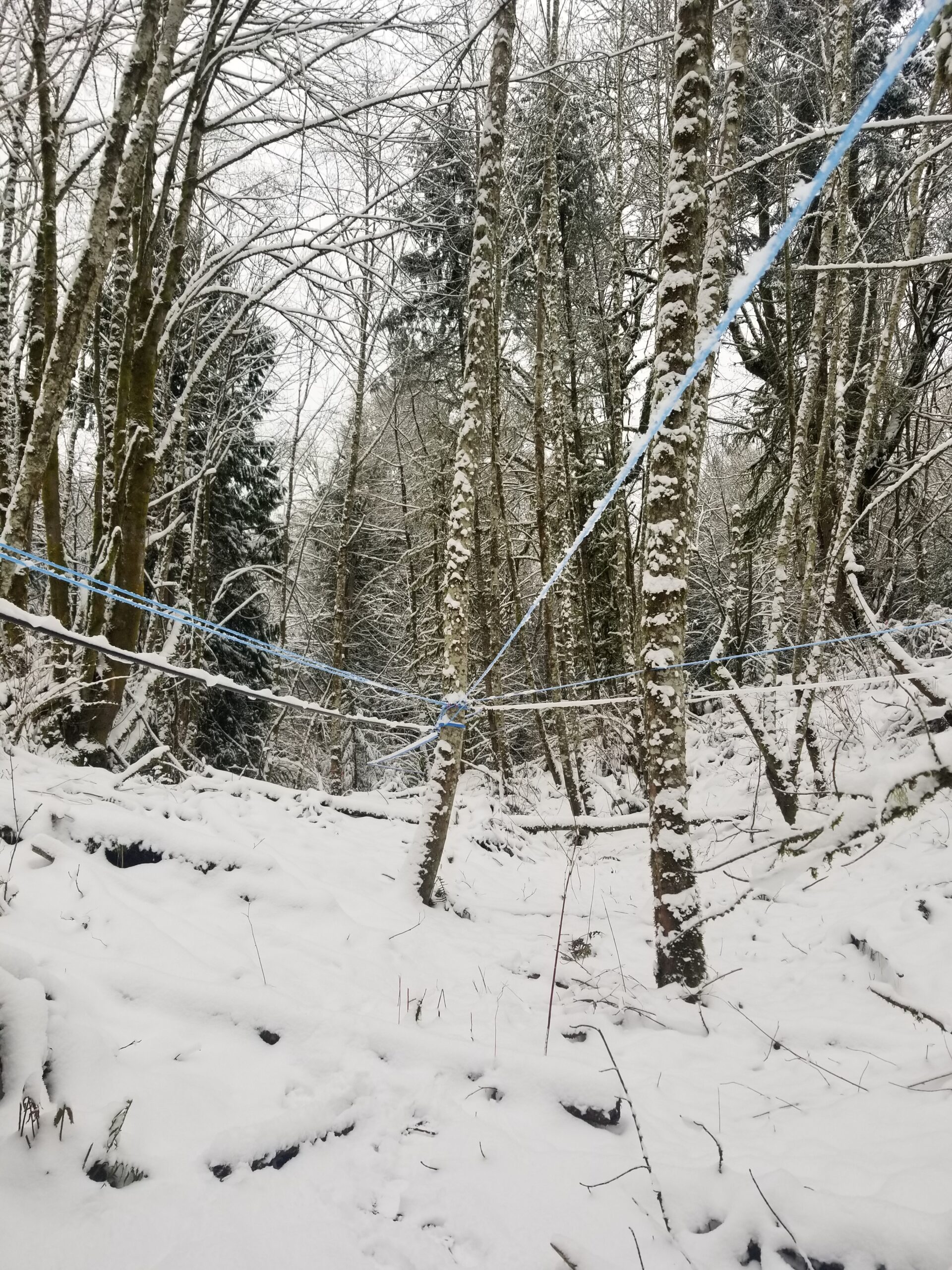Tubing suspended from trees running through the forest and draining to a central point.