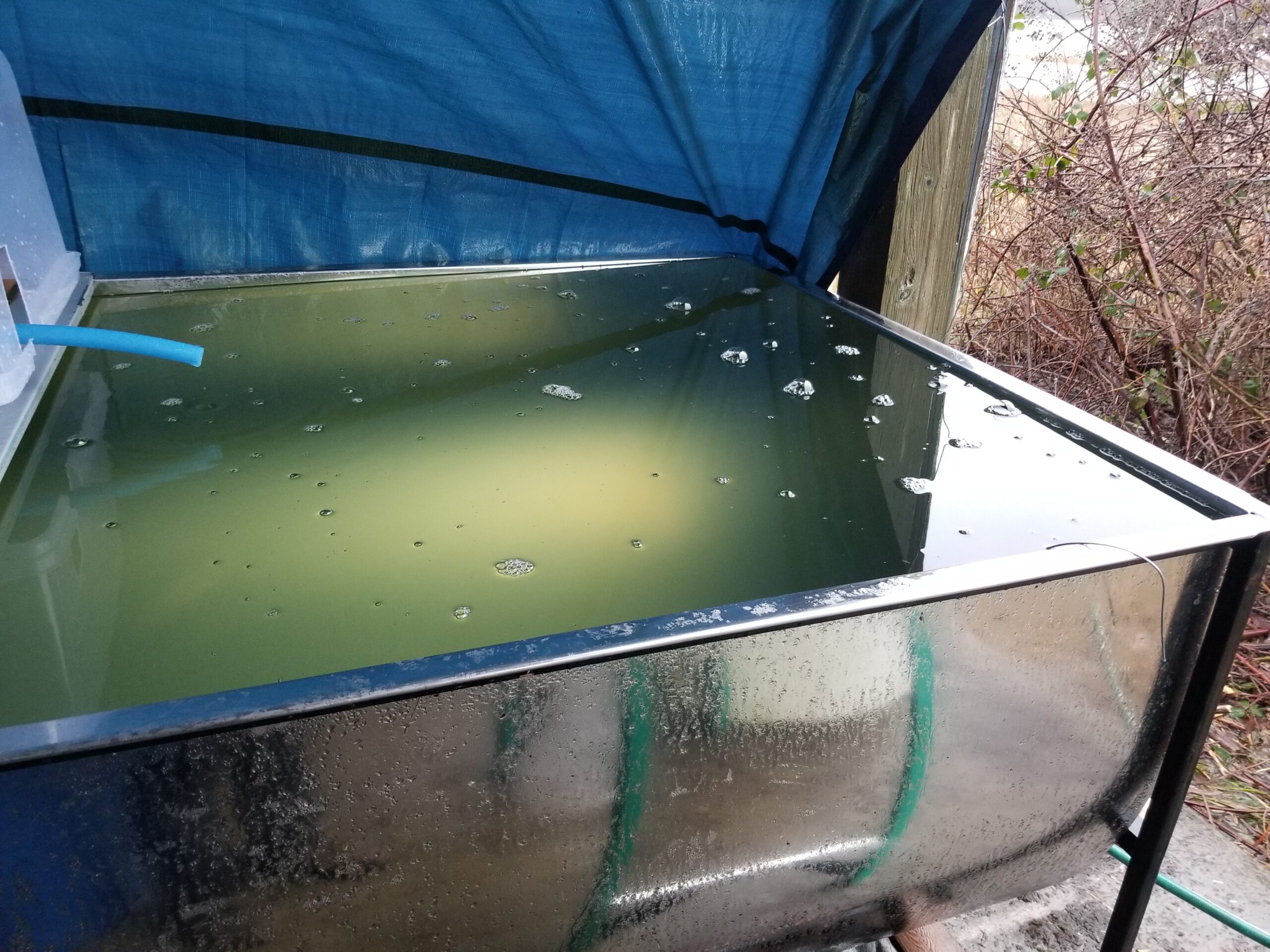 A large stainless steel tank filled with maple sap.