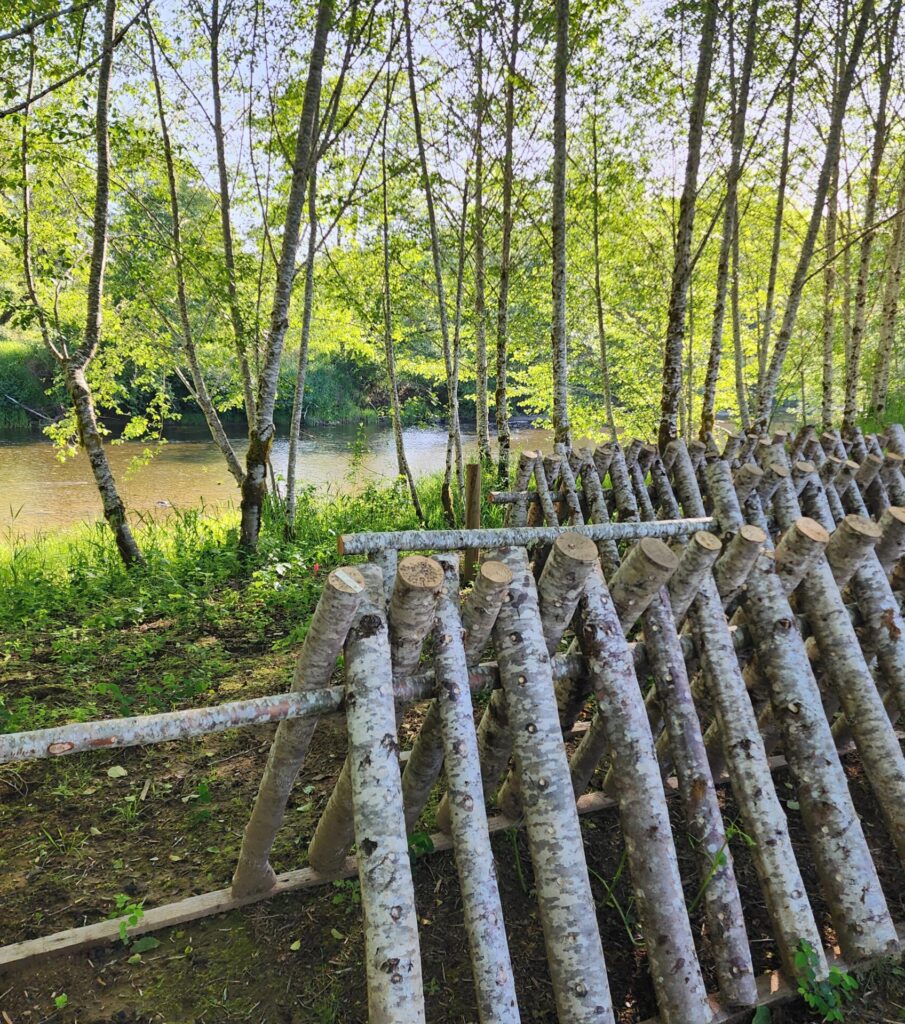 Shiitake logs standing up right in an alder forest with a river in the background.