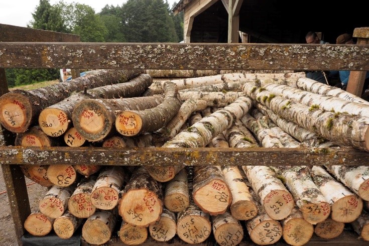 A stack of four-foot logs ready to be inoculated with shiitake spawn. 