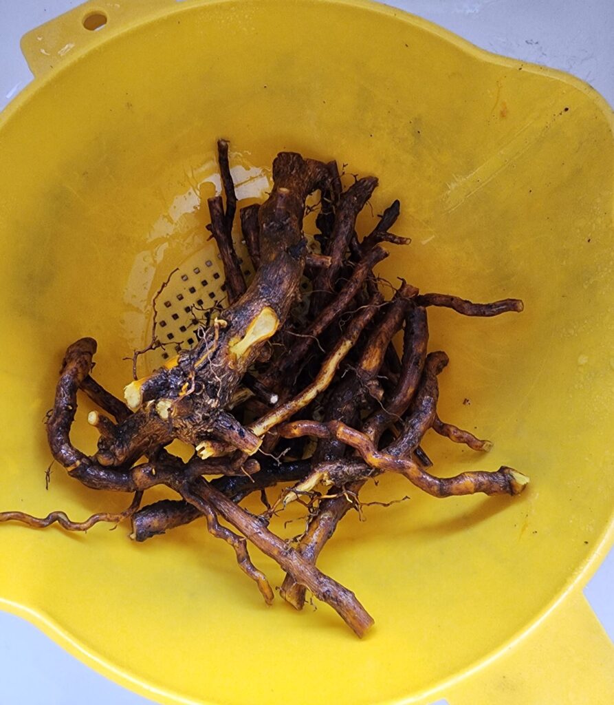 Oregon grape roots washed and rinsed in a colander