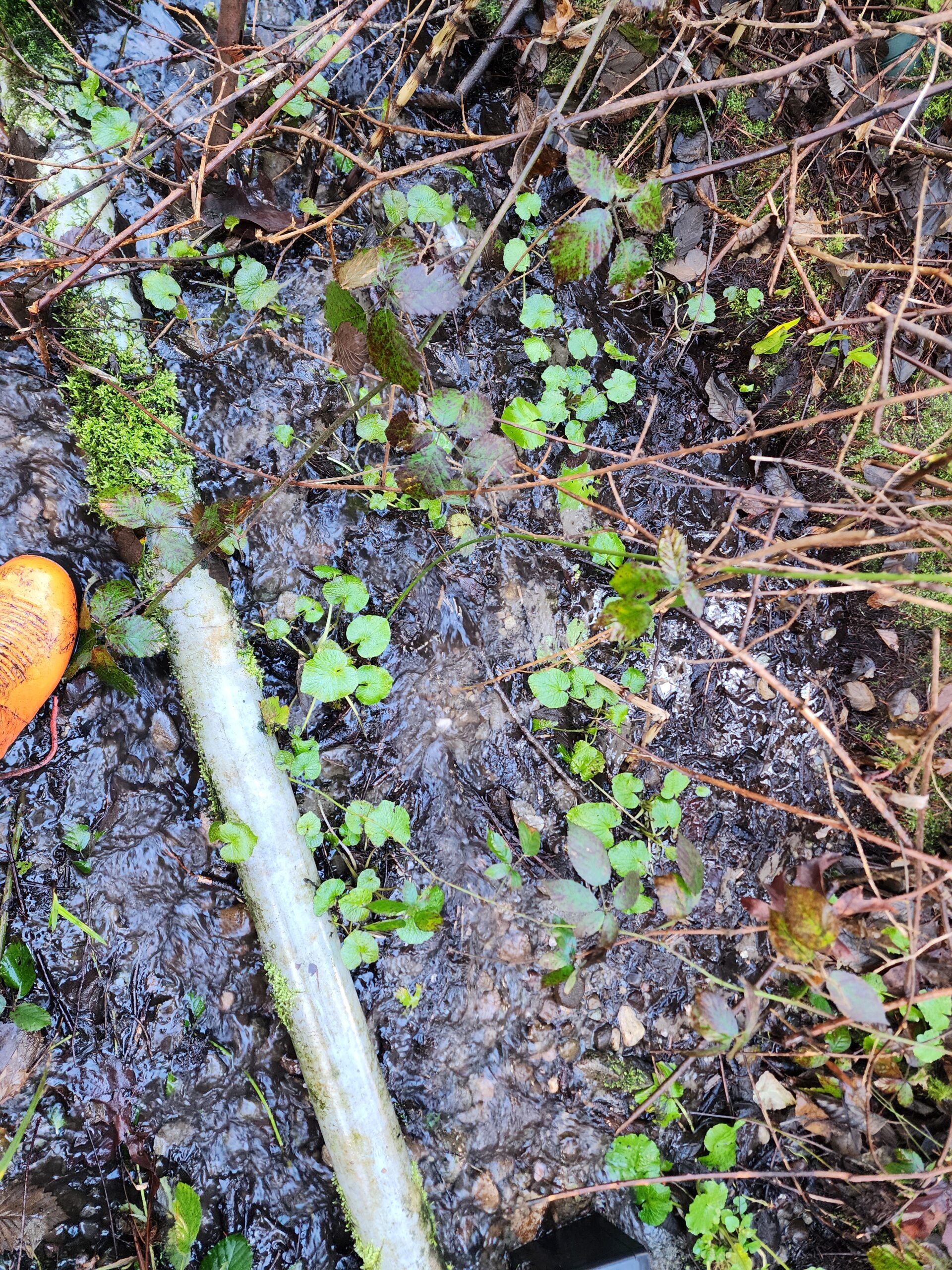 Wasabi growing in a gravel stream bed 