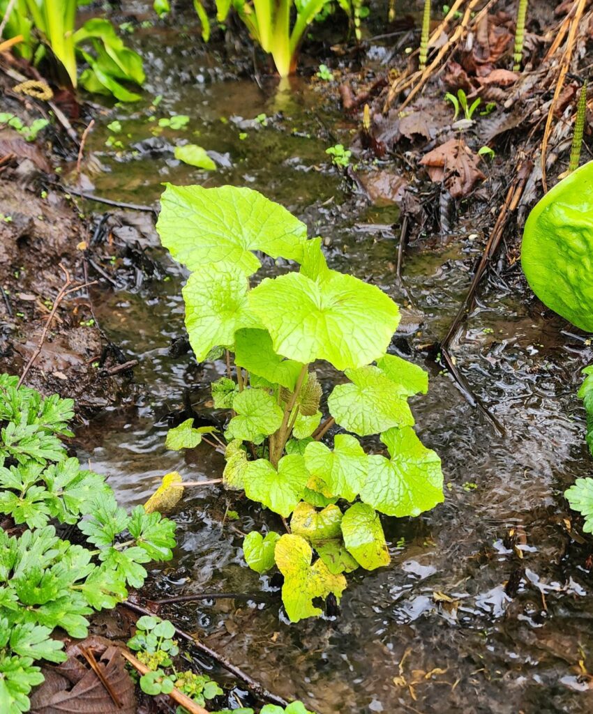 A single wasabi plant growing in a stream