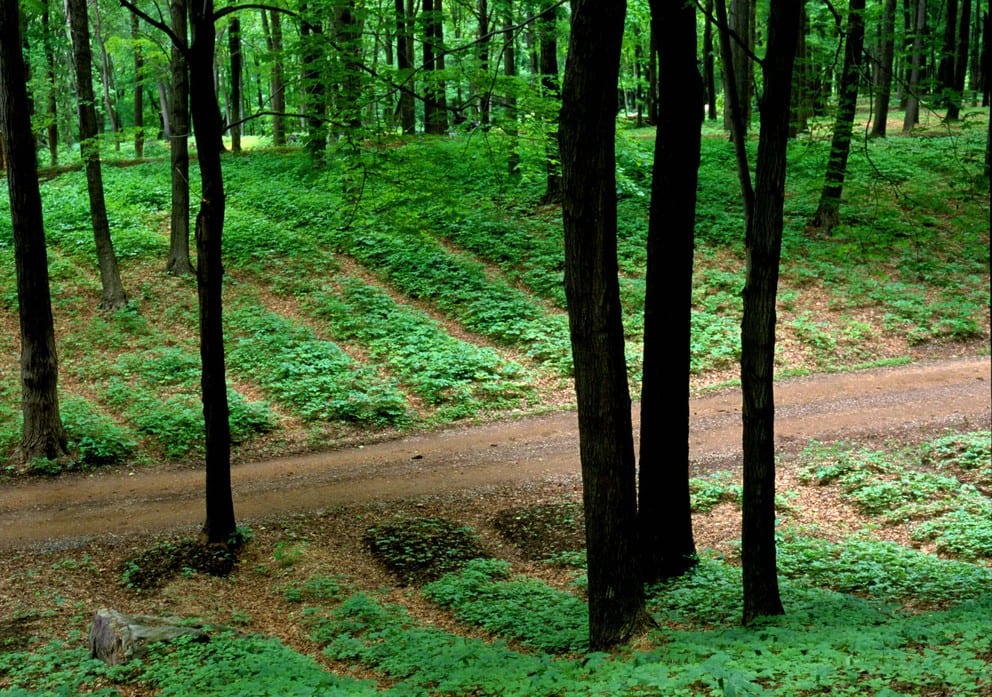 Ginseng being grown in rows underneath a forest from a distance.
