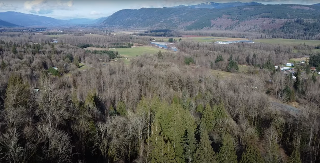 A drone shot of Neil's forest from above where he collects sap for bigleaf maple syrup