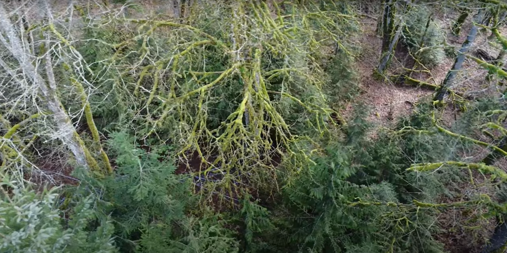 A drone shot of Neil's forest from above showing a mix of species including bigleaf maple, western redcedar, and Douglas-fir.