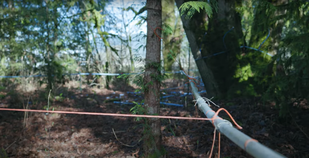 Blue, plastic pipe running through the forest to drain maple sap.  It is suspended in the air using high-tensile wire connected to trees. 