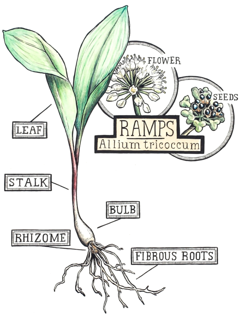 A drawn diagram of a a ramp with the different plant parts labelled.