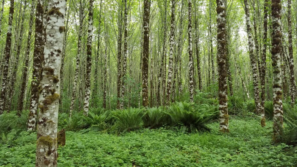 A red alder stand that has been thinned showing lush green understory growth. 