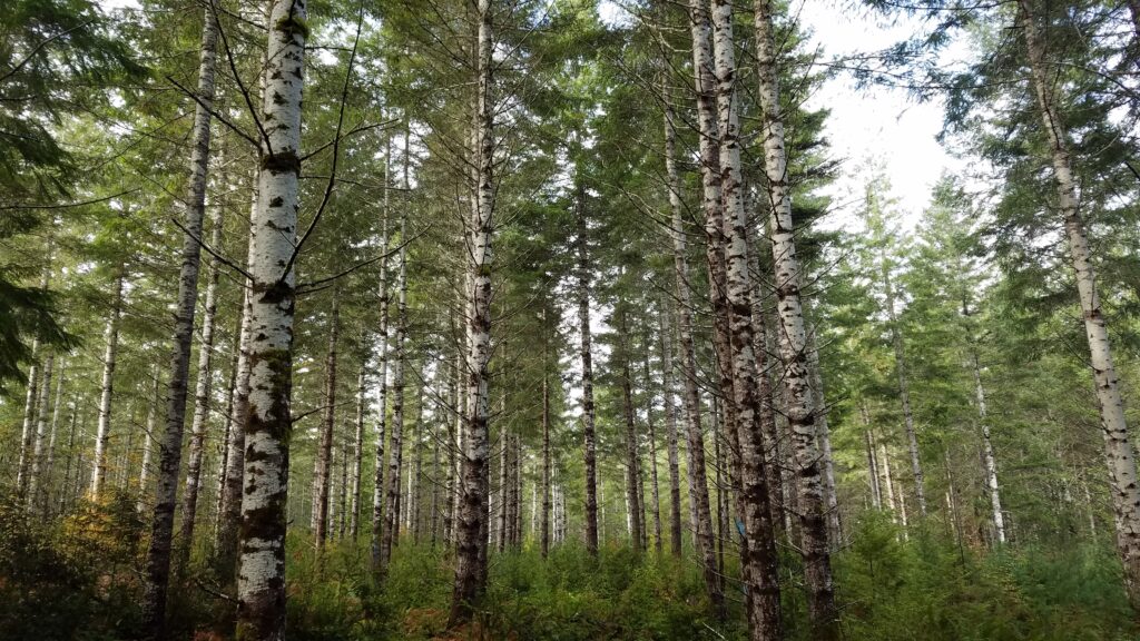 A Douglas-fir plantation that has been thinned and shows understory vegetation growing beneath.