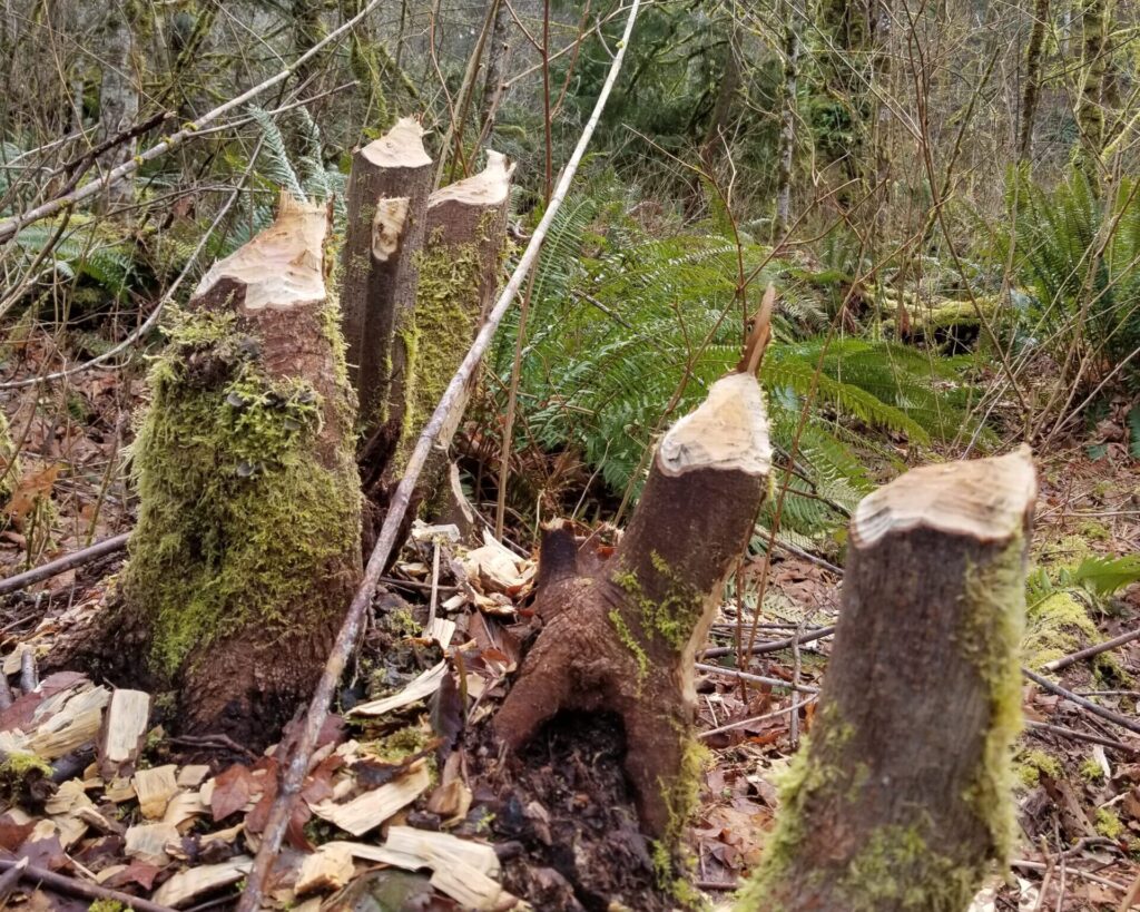 Several maple stumps showing beaver damage in a riparian forest. The stems have been felled and removed with chew marks easily visible on the stumps. (Photo: Patrick Shults, WSU Extension).