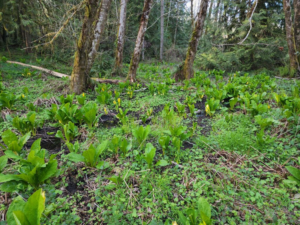 A picture of a forested wetland with skunk cabbage growing in the foreground. 