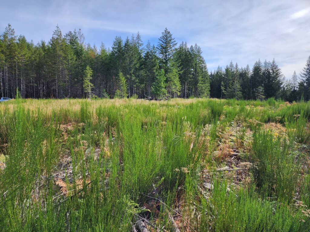 Scotch broom growing in area where trees were recently planted.