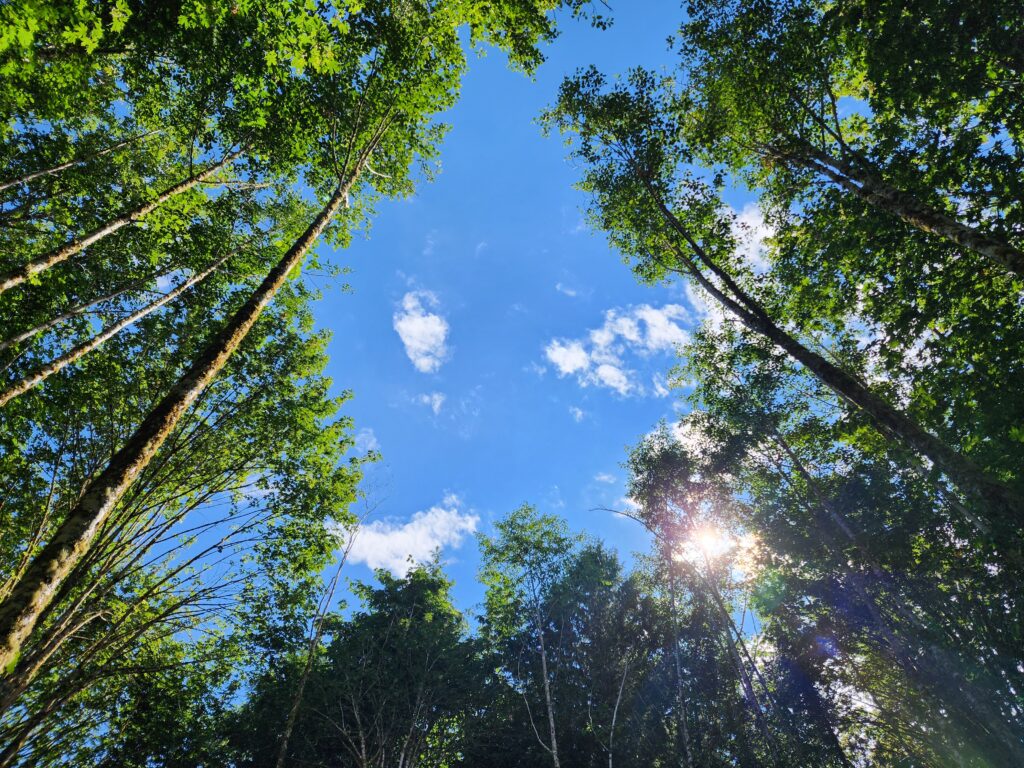 The photo shows a gap in the canopy of a forest looking up from below.