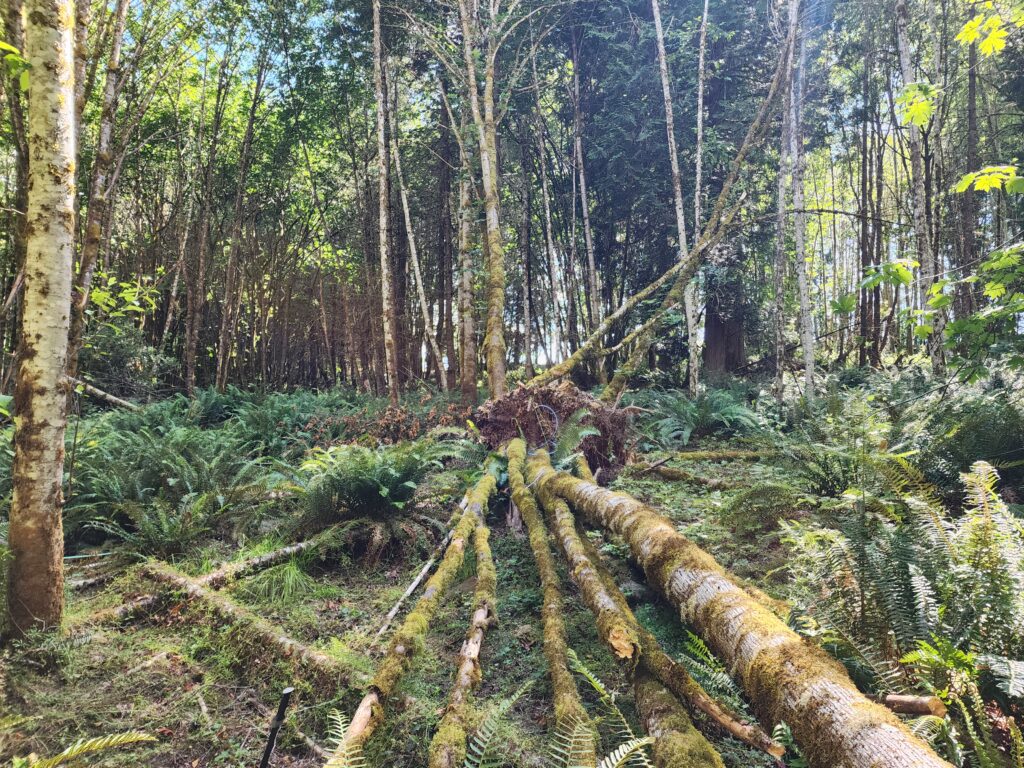 The photo shows a tree having fallen down in the forest due to root disease.