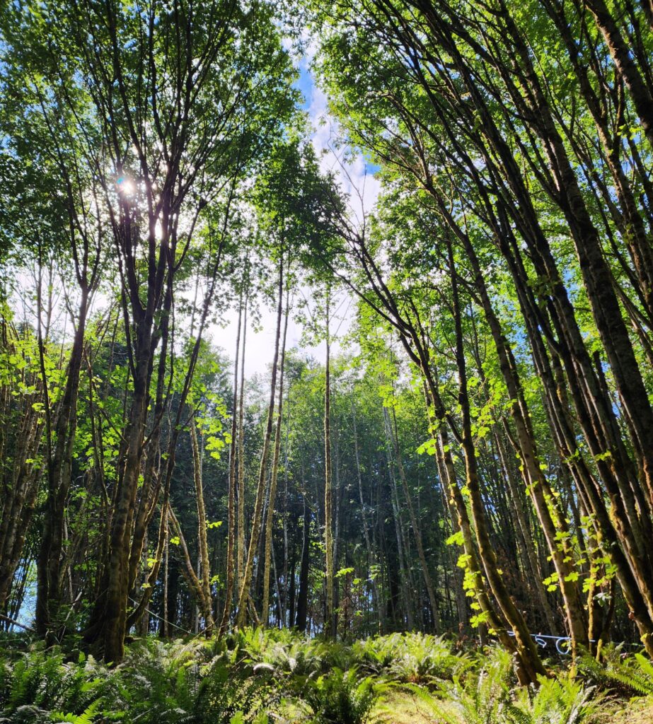 A view looking into a canopy gap of a forest where significantly more light is able to get through to the forest floor.