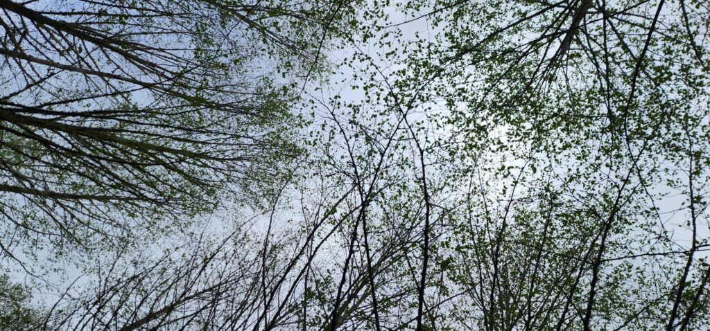 Looking up from beneath a canopy of deciduous trees in the spring as trees are beginning to leaf out but are still mostly bare. 