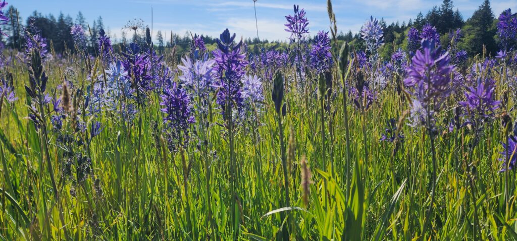 Purple camas flowers sprouting in a grassy meadow. 