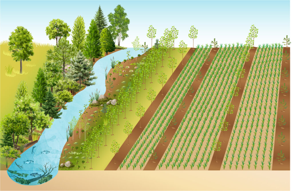 The graphic shows a recent tree planting next to a stream. Immediately adjacent to the stream, native shrubs and trees are planted more densely, but further away from the stream the trees are planted in an alley cropping arrangement with a narrow alley. Even further out, the alleys become bigger to prevent canopy closure allow for permanent alley cropping.