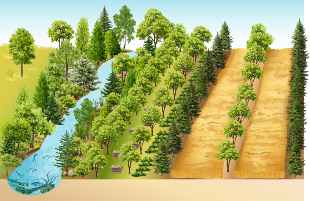 This graphic shows the previous tree planting after several years. The area immediately next to the stream is filled with dense, native foliage to protect the waterway. Slightly farther in, the narrow alley cropping has closed canopy but is still allowing for cultivation of shade tolerant crops like log-grown shiitake and herbaceous forest medicinals. Further out in the wide alley cropping system, agricultural crops are cultivated between rows of conifers and hardwoods.