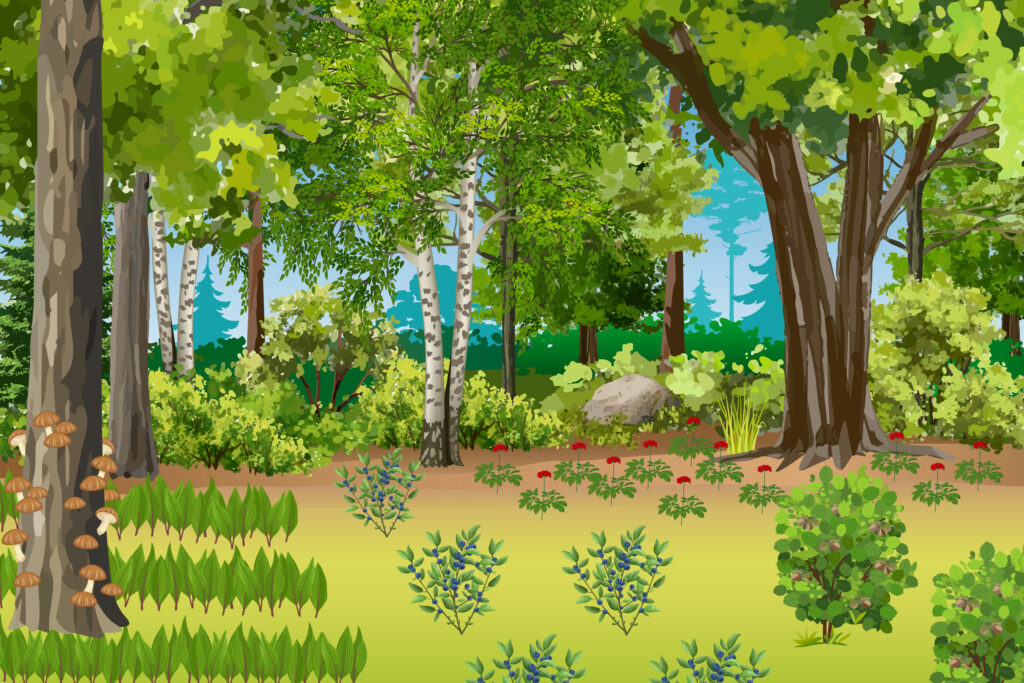 A graphic depicting wild simulated forest farming methods.  The canopy is thinner than in the wild stewarded graphic.  The forest farming crops are arranged in groups and sometimes in grown in rows, and are growing in greater quantity. 
