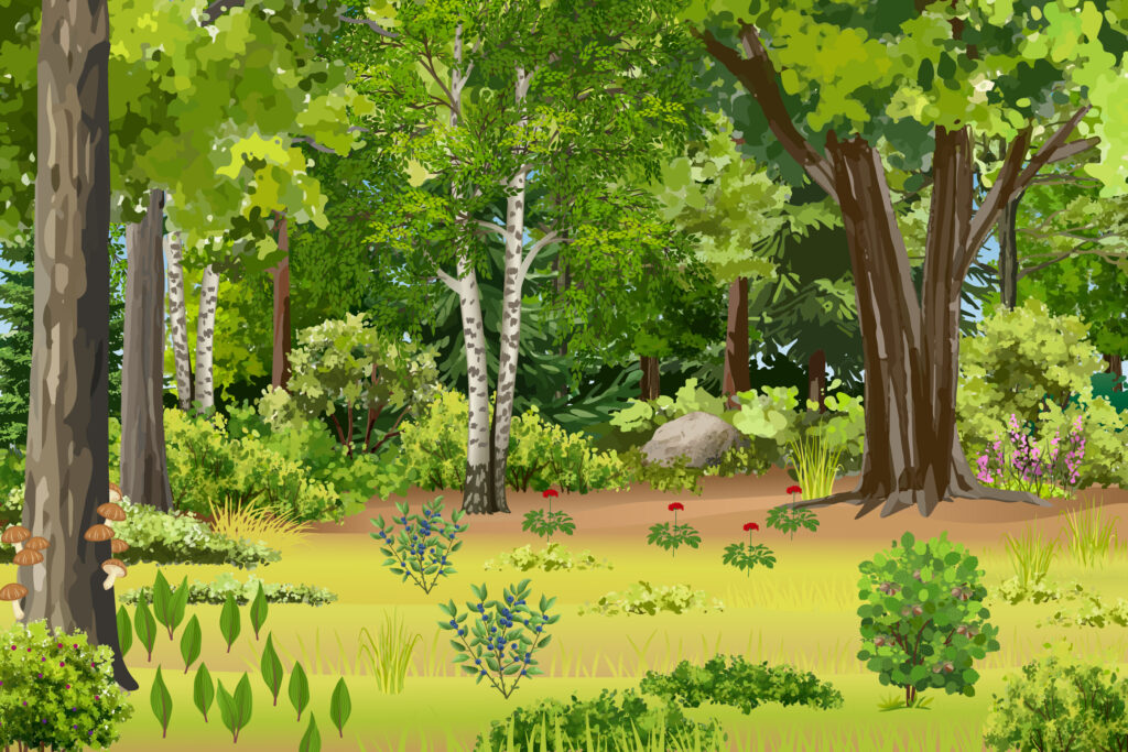 A graphic describing wild stewarded forest farming. The forest is dense and forest farming crops are diverse and scattered throughout the understory in small quantities.