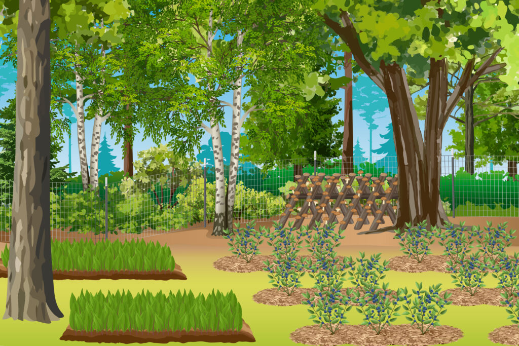A graphic depicting woods cultivated forest farming systems.  Crops are arranged in rows and grown in raised soil beds in the foreground.  Mushrooms are cultivated on logs in the background. The forest canopy has been thinned more heavily than in the other graphics.  