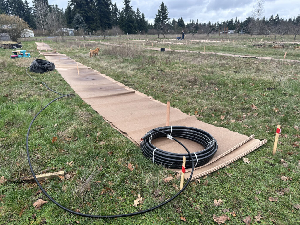 Cardboard is laid out in rows to sheet mulch ahead of an alley cropping planting. A roll of irrigatino tubing sits on the cardboard.