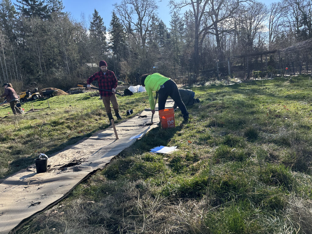 Workers spread wood mulch on top of the rows of cardboard after planting.