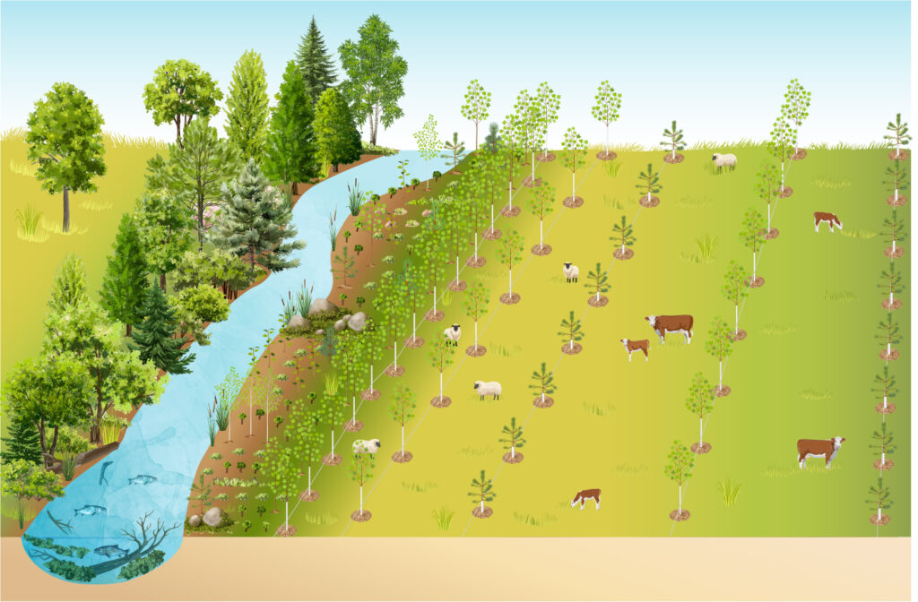 In this graphic of a recent tree planting next to a stream, trees and shrubs are planted densely immediately adjacent to the stream. Slightly further out, trees are planted in an alley cropping fashion with a narrow alley, and moving further from the stream the alley becomes wider. Animals are able to graze between these rows of trees while light availability is high.