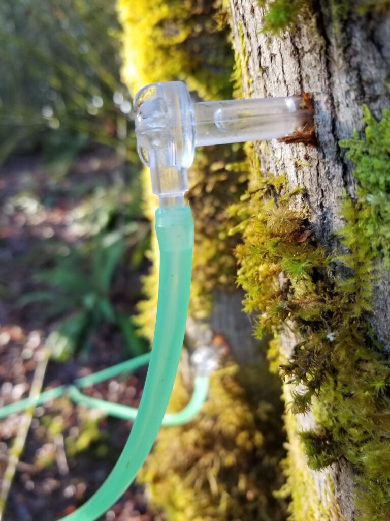 A close up photo of a plastic tap and tubing draining sap from a maple tree.
