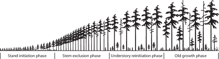 A graphic depicting forest stand development over time, from left to right.  On the far left, trees are small and dense in the stand initiation phase. In the next phase, stem exclusion, trees are bigger resulting in more crowding and many trees dying.  The third stage is understory reinitiation.  There are fewer overstory trees but they are larger and small trees are beginning to establish underneath them.  The fourth and final stage on the far right of the graphic is old growth.  This stage has the fewest overstory trees but they are very large, and some are dying.  Medium and small trees are continueing to grow underneath.  