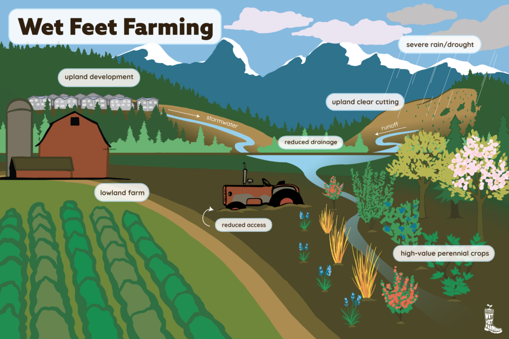 A graphic depicting "Wet Feet Farming" a practice where woody perennials are planted in saturated areas of agricultural fields to maximize production. The graphic shows increased waterflow from upland developments and clearcuts resulting in excess water and reduced drainage in lowland farms. This reduces access and ability to grow crops in those areas. The graphic also shows a saturated area that has been planted with woody perennial species that can tolerate wet soils while producing valuable crops.