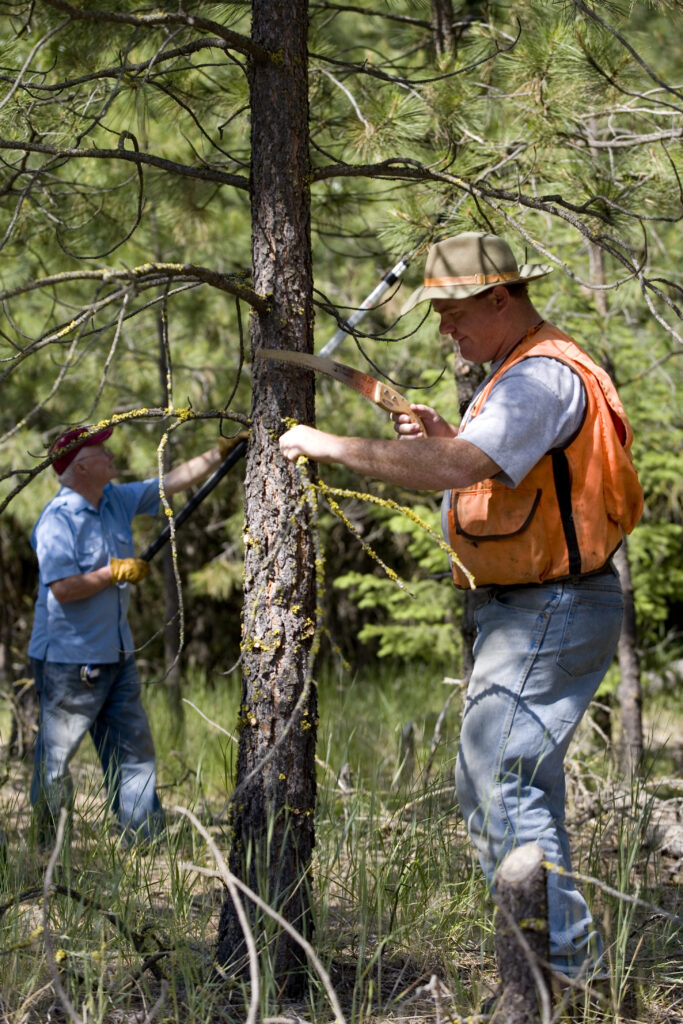 A man in an orange forestry vest prunes the lower limbs off of a Ponderosa pine tree with a pruning saw.