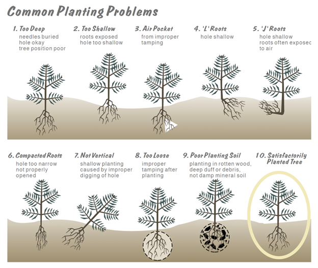 A graphical guide demonstrating common errors people make when planting seedlings. Seedling #1 is buried too deep. It's needles are buried, the planting hole is okay, the tree position is poor. Seedling #2 - Too Shallow. Roots exposed, hole too shallow. Seedling #3 - Air Pocket from improper tamping Seedling #4 "L" Roots. The roots were laid sideways while planting and the hole is too shallow. Seedling #5 - "J" Roots. The roots were laid sideways and curved up to form a "J". The hole is shallow and roots may be exposed to air. Seedling # 6 - Compacted roots. The hole is too narrow and the roots are not properly opened. Seedling #7 - Not vertical. Shallow planting caused by improper digging of hole. The tree is angled as a result. Seedling #8 - Too loose. The soil around the tree is too loose from improper tamping after planting. Seedling #9 - Poor planting soil. Planting in rotten wood, deep duff or debris, not damp mineral soil. Seedling #10 - Satisfactorily planted tree. The tree is straight and planted so that the root collar is level with the soil. Roots are expanded and soil is properly tamped.