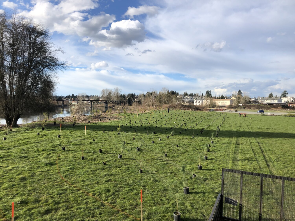 Potted trees arranged on a grid ready to be planted next to a river.