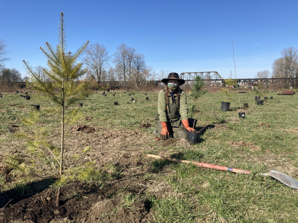 A tree planter sitting in front of a recently planted Doug fir seedling with a garden hoe in front of them. The sod around the tree has been removed to help its growth.