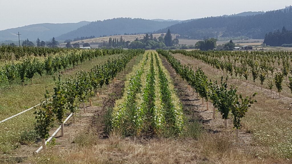 Corn cultivated between rows of recently planted hazelnut trees.